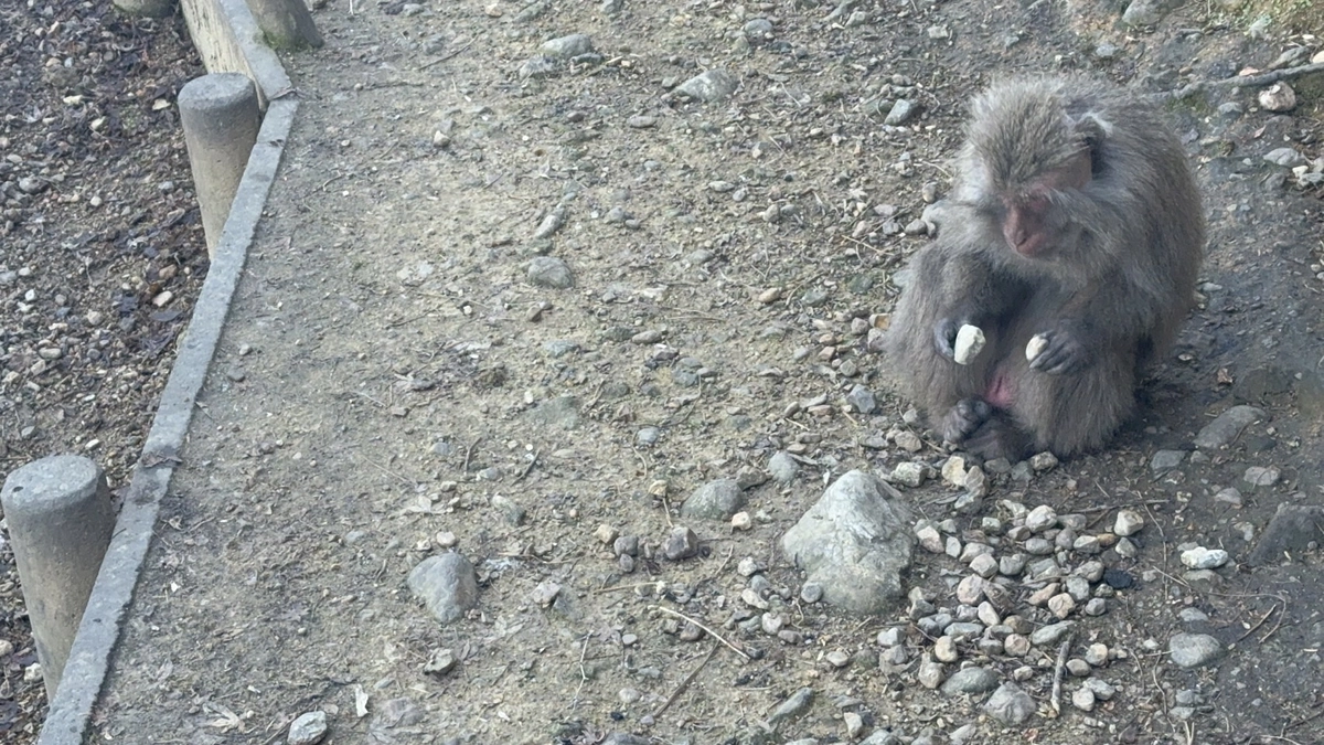 【クラファン活動報告⑨】なんじゃこれ？？なギフト紹介　石編