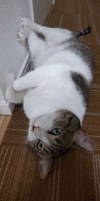 里親様から応援メッセージ①