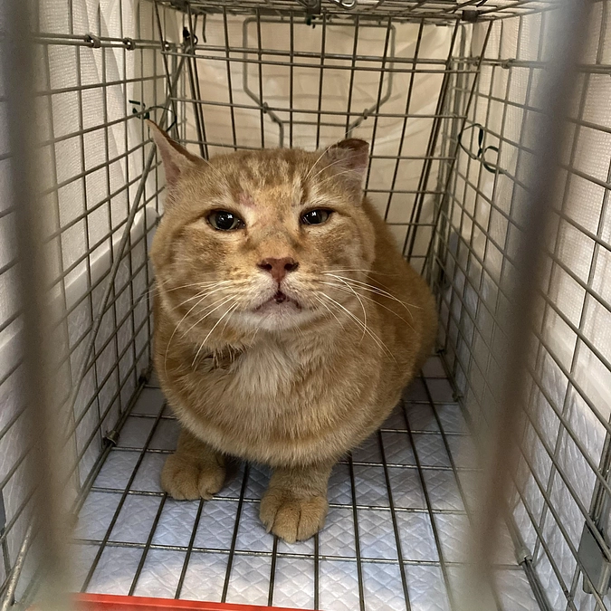 4か月越しのTNRがやっと完了しました！