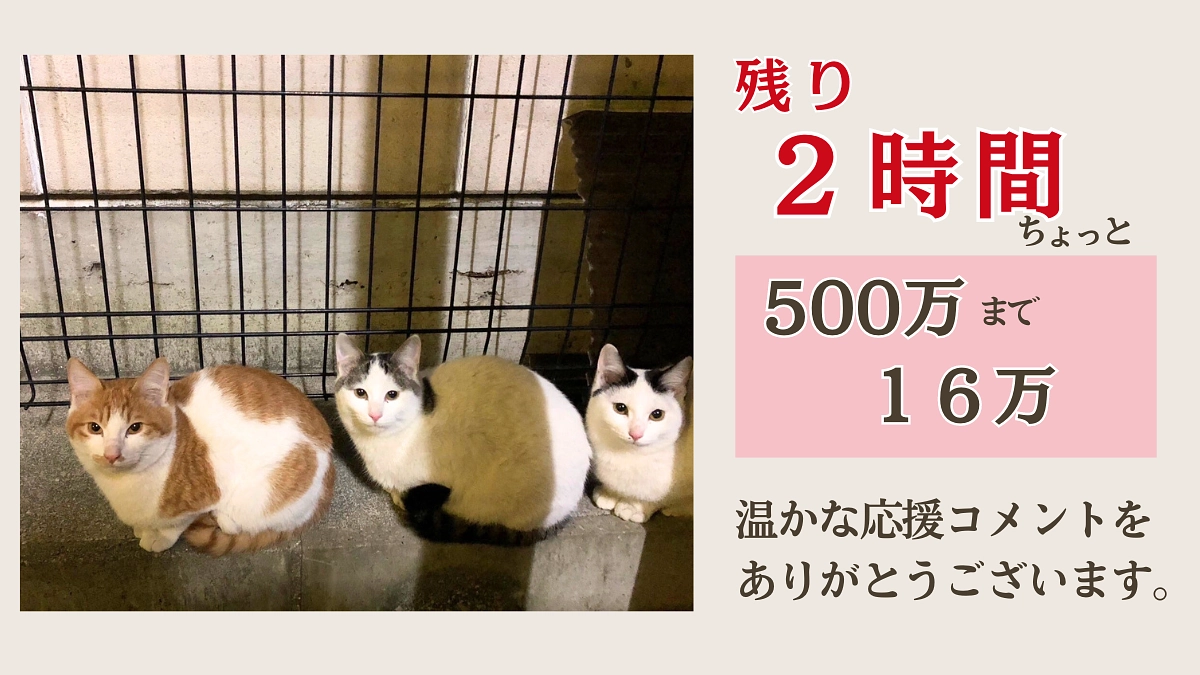 【残り2時間 ちょっと 500万迄 後16万】支援募集は本日23時まで！