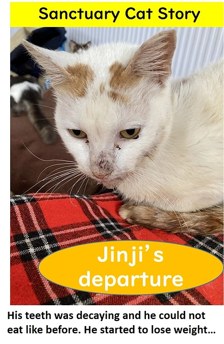 Sanctuary cat story: Jinji's Departure 