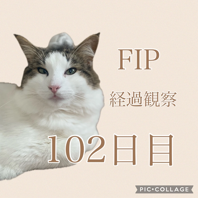 経過観察102日目🐈