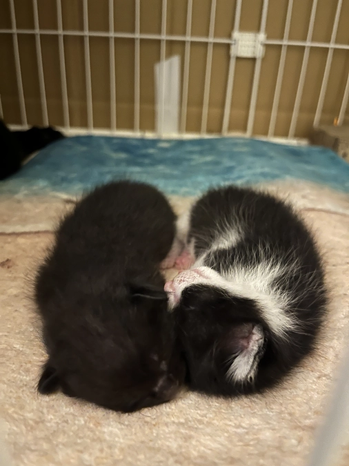 スクスク成長しています