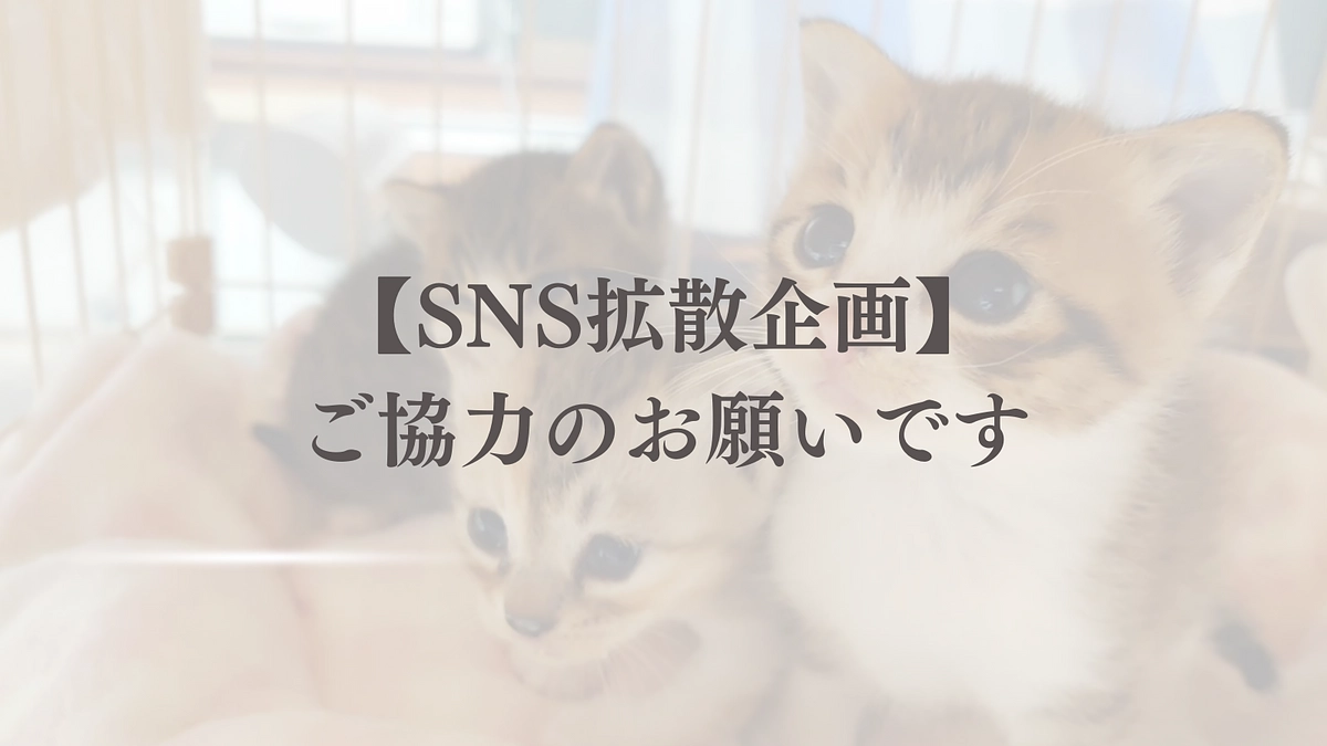 【ハッシュタグ企画】SNSの拡散力が弱い私たちに、どうかご協力をお願いします！