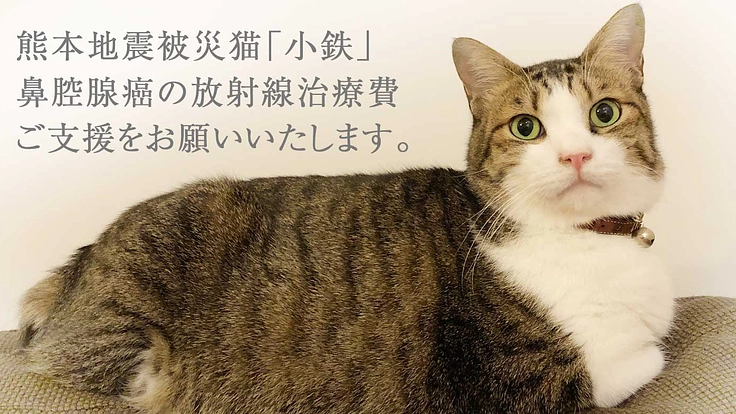 鼻腔腺癌になった元熊本被災猫「小鉄」治療費のご支援をお願いします。