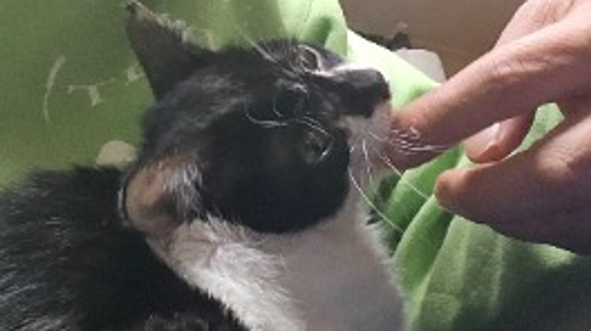 顔に大けがを負ったエビちゃん、元気になって甘噛み