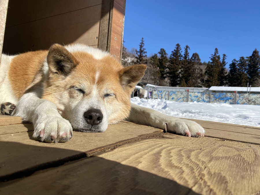【シェルターNEWS】雪の日の過ごし方