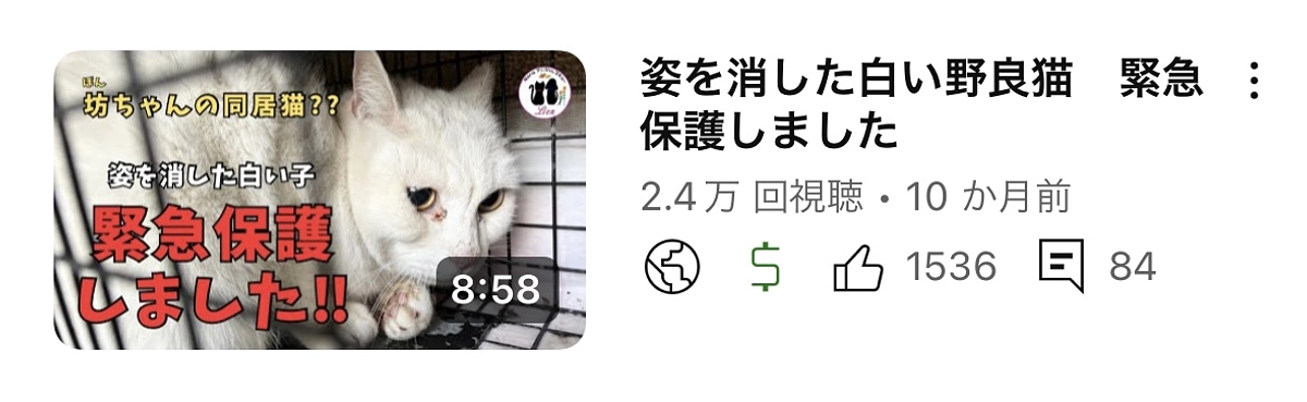 白猫緊急保護しました