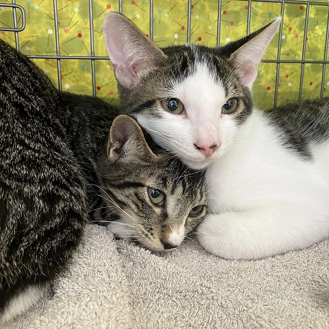 里親募集中の子猫達ブッチちゃんギズモくんソックスくんのご紹介です！