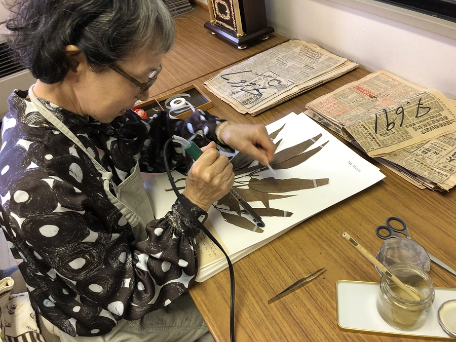 【終了まで残り4日】標本貼付のプロにインタビューを行いました