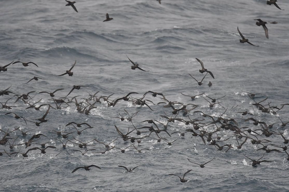 2024年1月29日「ハダカイワシは地球をめぐる」
