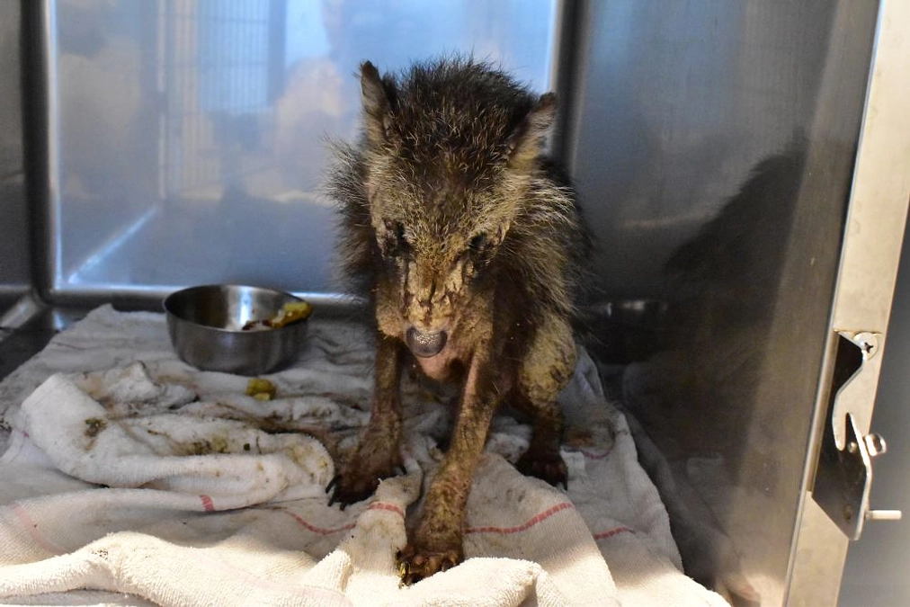 【保護情報と訃報】疥癬にかかったホンドタヌキ