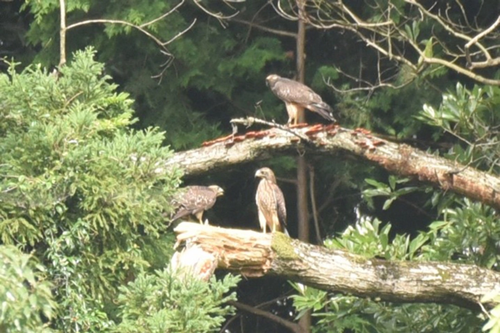 公益財団法人日本自然保護協会のサシバの保全のための取り組み（繁殖地）