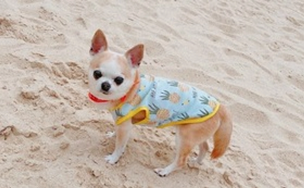 応援サポーター①