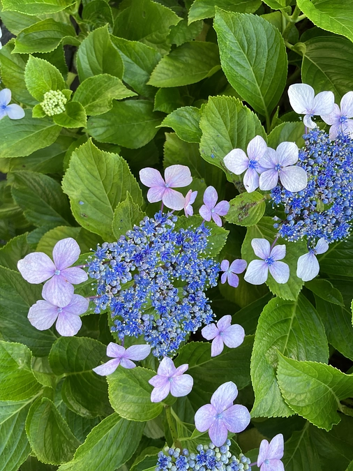 第1回　愛子ママのお話会を開催いたします。