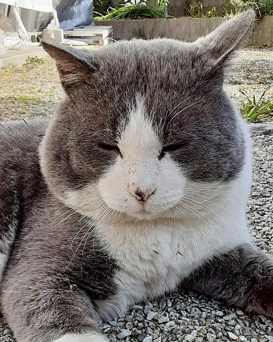 ボランティア リレー⑬