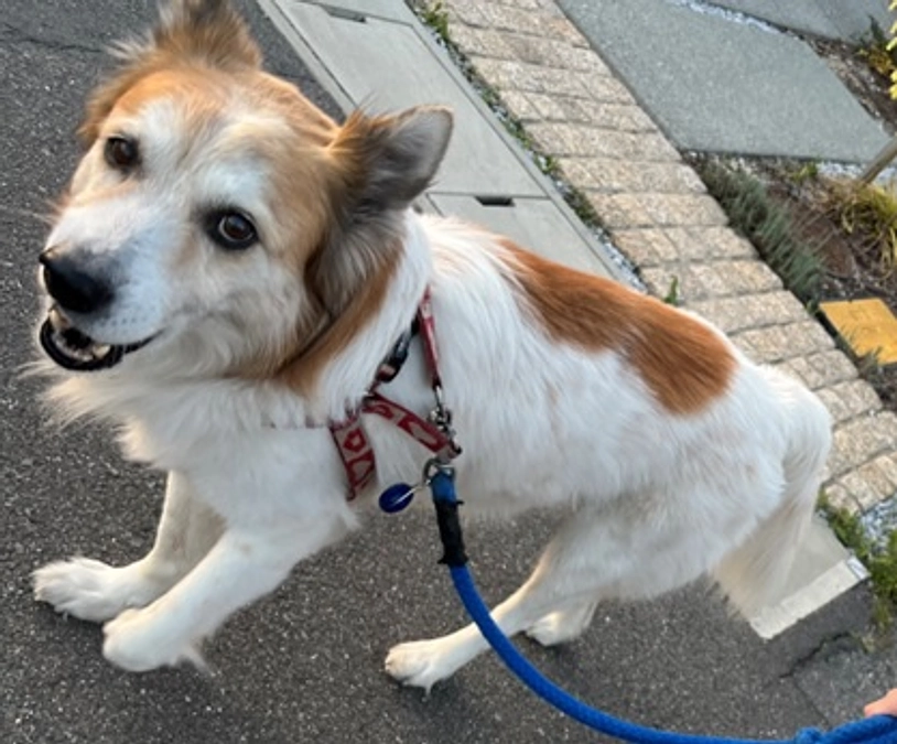 【活動報告】看板犬トットおじいちゃんの余命について