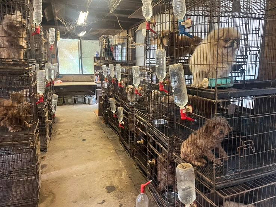 ブリーダー廃棄レスキューからの受け入れ