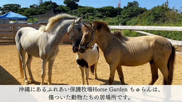 動物たちが安全に暮らせるように。沖縄の保護牧場「ちゅらん」再建へ！ 2枚目