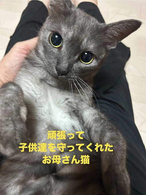 【名付けて応援　命名権コース】の保護猫たちのご紹介🐈‍⬛