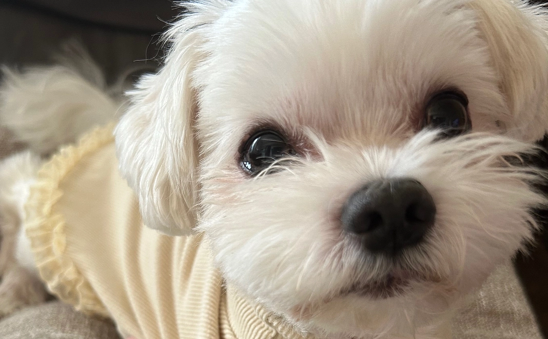 トワへのご支援2(リターン不要)+システム利用料