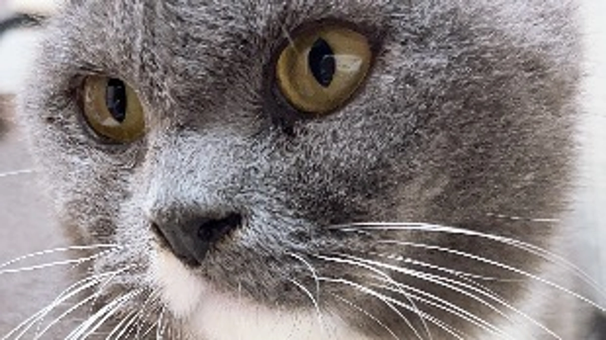 8月6日のプルート