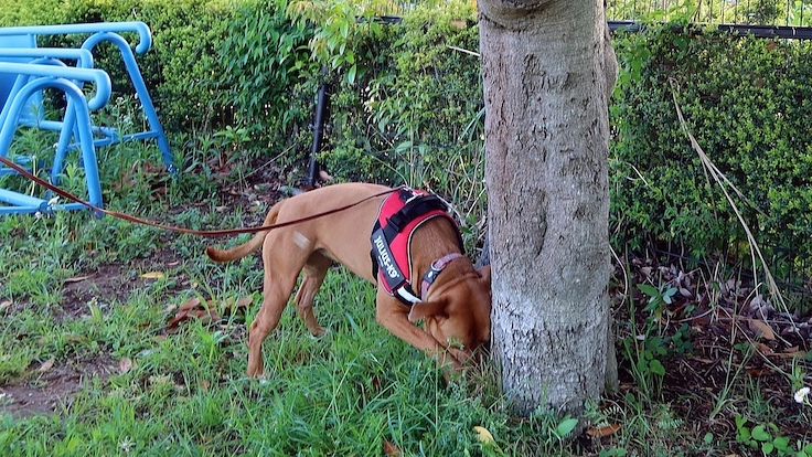 大切な人のもしもの時に！行方不明者を探す民間捜索犬を育てたい！ 4枚目