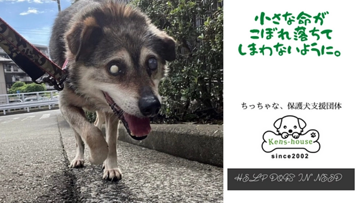 目が不自由でもお散歩が大好き!バリアフリーで少しでも快適な環境を。