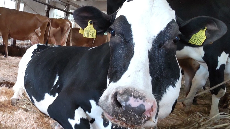 人の為に休まず働いてきた牛達にゆっくり余生を送れる老牛ホームを‼️