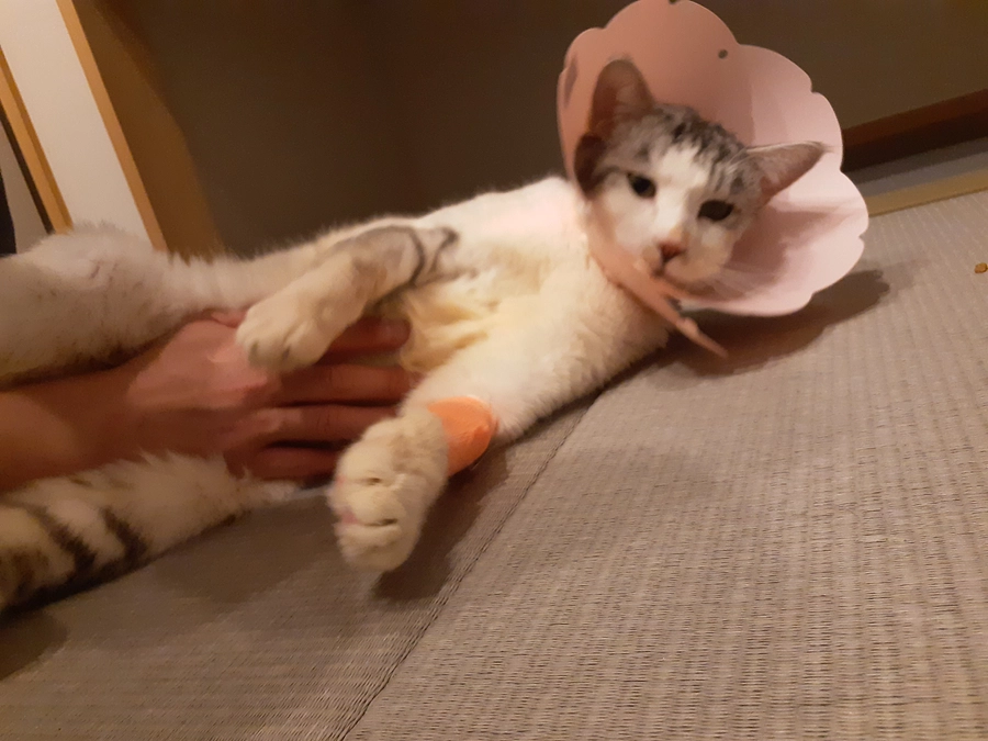 【ぎんちゃん】の今後の予定と2月の予定