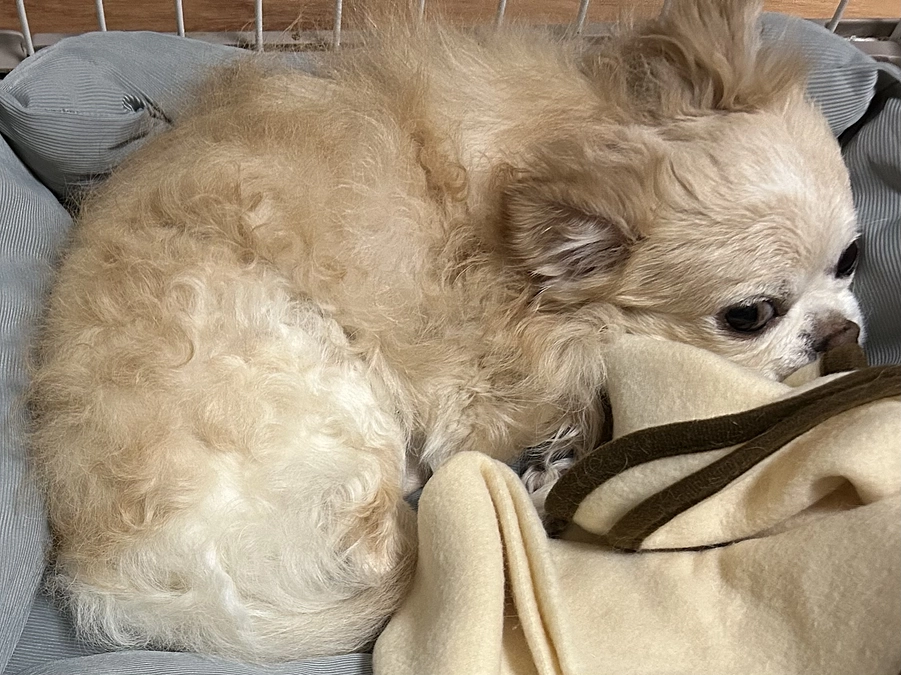 クラウドファンディング残り1か月となりました。。