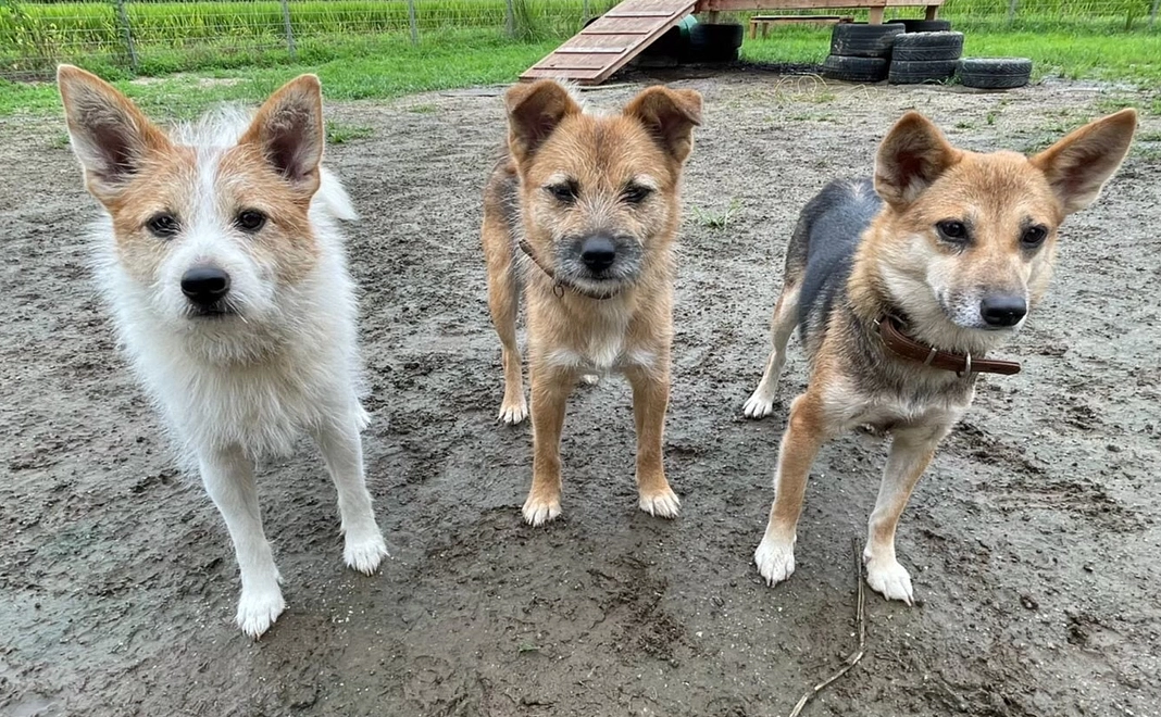 毎月応援１００００円コース