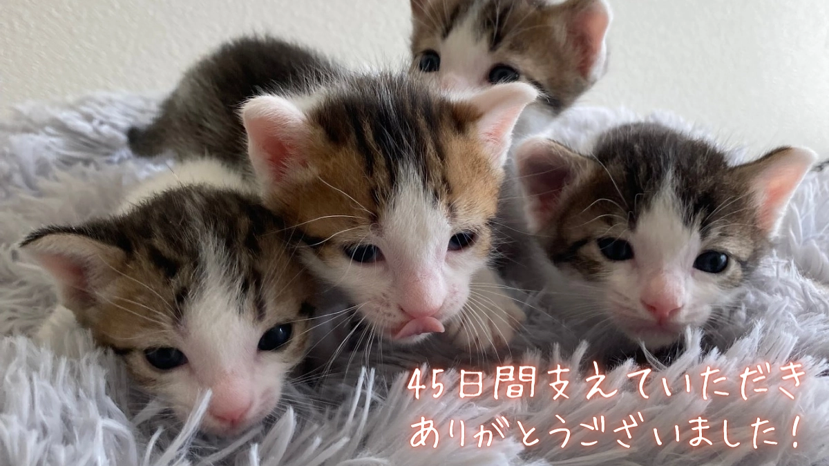 【達成の感謝とお知らせ】45日間、一緒に走っていただき、本当にありがとうございました！！