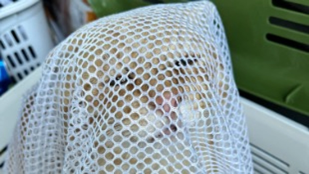 お外猫ちゃとくん