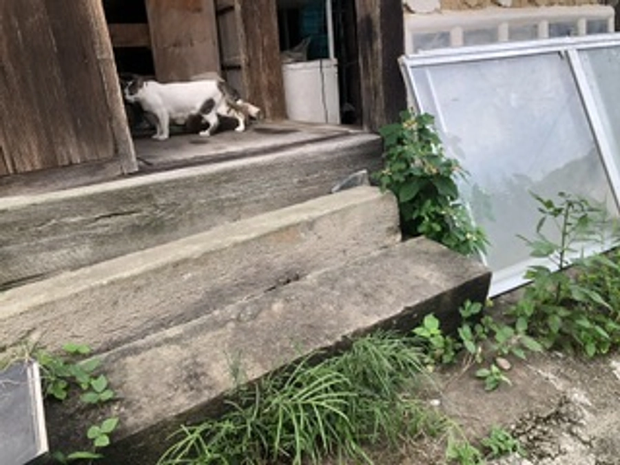 子猫が出て来ました。