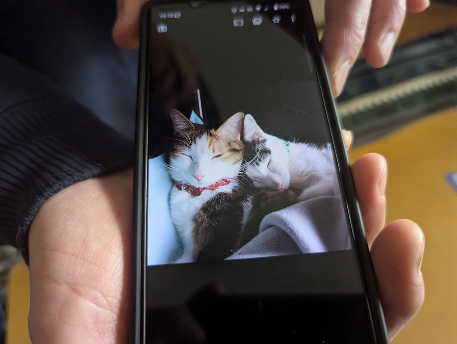 ２月７日はプケコのお届けでした♪