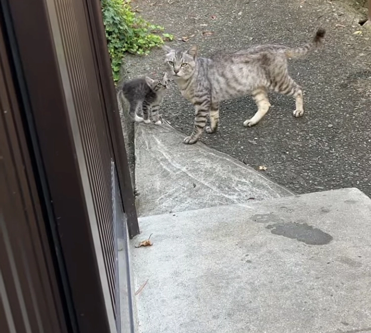 子猫ラッシュ！！