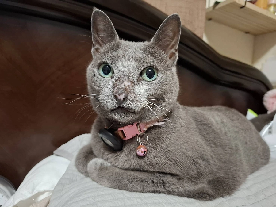 ステラを病院に連れて行きました。