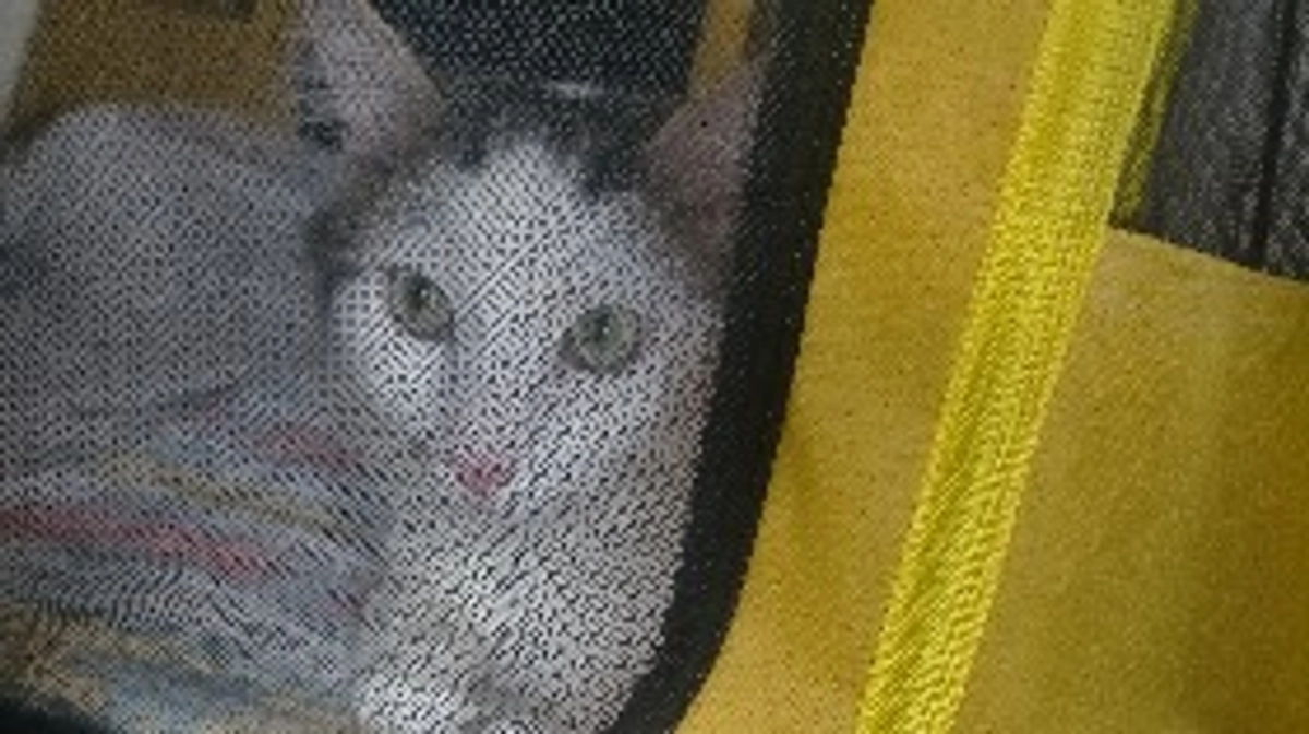 12回目の抗がん剤治療