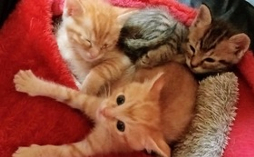 皆さまの暖かいご支援により小さな命が救われます。有り難うございます。