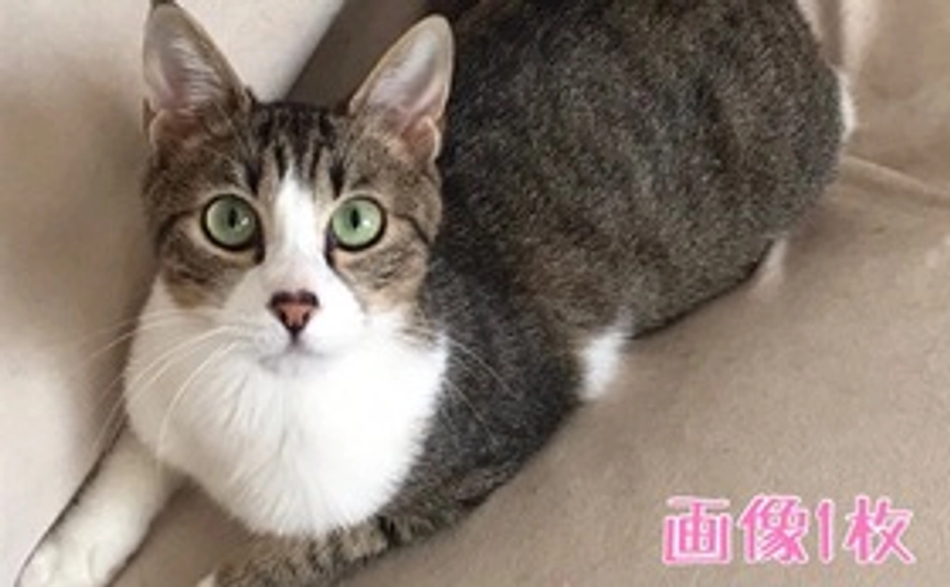 テテ応援コース_1