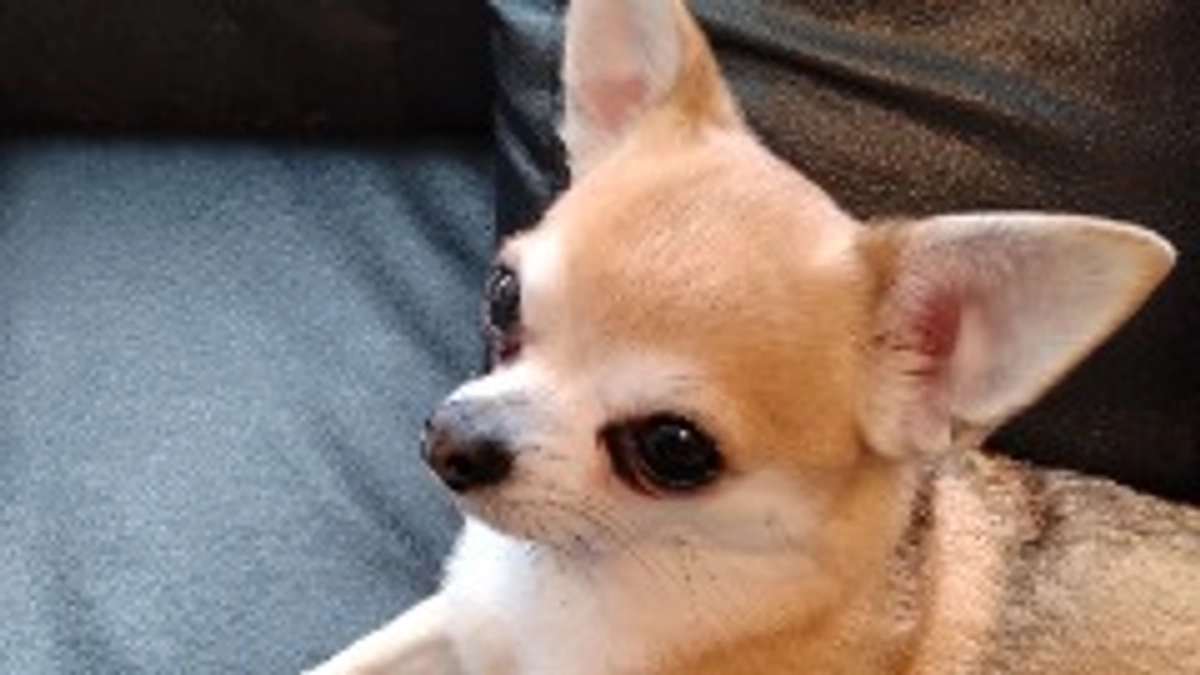 4/8 代理支援ありがとうございます