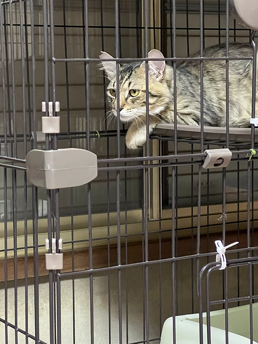 人馴れ訓中です