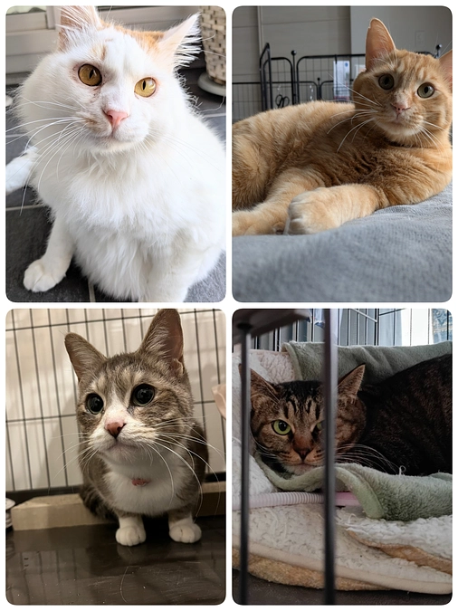 譲渡、トライアル出発、戻り等のご報告