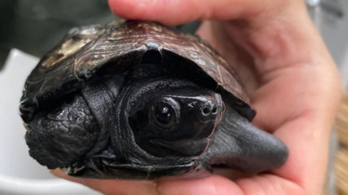 施設では多くの亀をお世話しています。