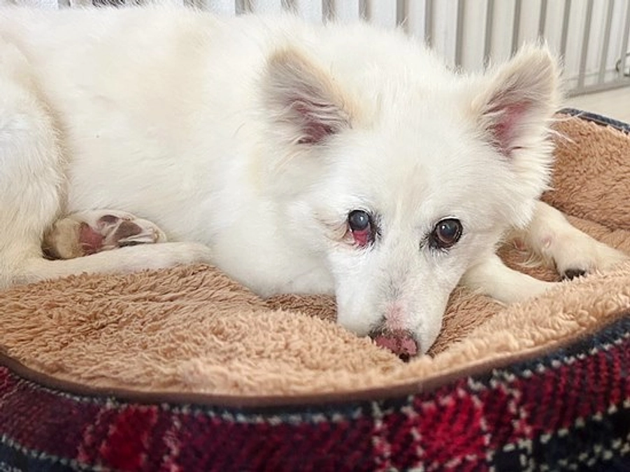 「アビゲイル」初めてのお泊りトレーニング