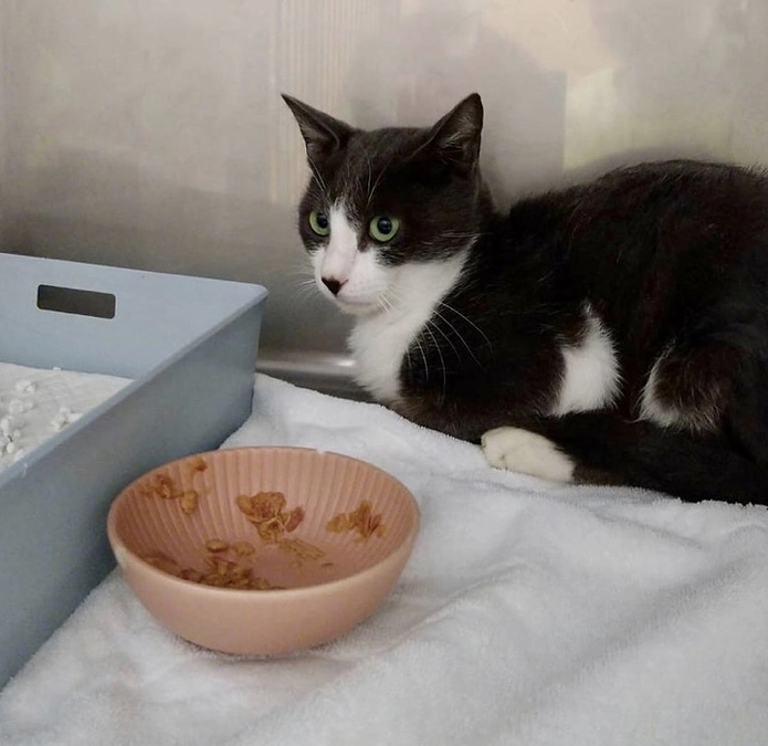 颯汰君の再手術