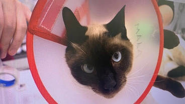 事故に遭った野良猫モカの手術・治療費用のご支援をお願いいたします