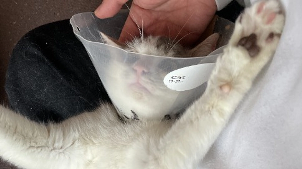 保護猫ララちゃん、大手術？！