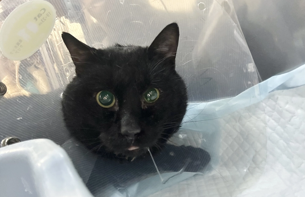 彦ちゃん、入院になりました